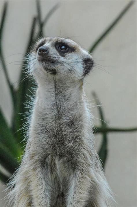 Cute Meerkat Also Known As Meer Kat Or Meercat Standing Tall In Stock