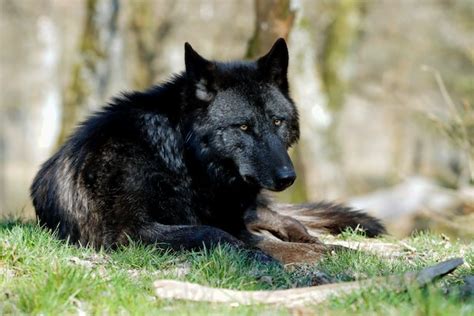 Canine Distemper Virus Outbreaks Are More Likely To Kill Black Wolves