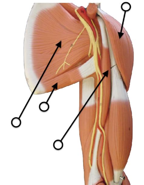 Muscles Upper Limb 1 Diagram Quizlet