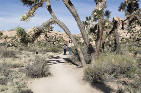 11 Best Day Hikes In Joshua Tree National Park Outdoor Project