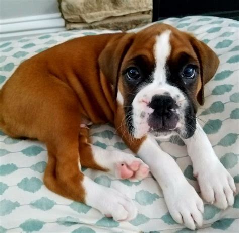 Puppy Dog Eyes Boxer Puppy Cute Puppies Dogs And Puppies Cute Dogs