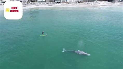 Giant Grey Whale Surprises Paddle Boarder By Following Him Through