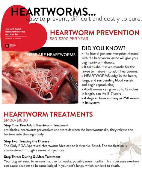 How To Care For Dog After Heartworm Treatment