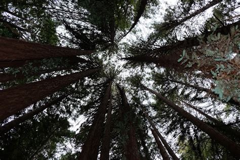 Redwood Trees The Forest Of Nisene Marks State Park Aptos