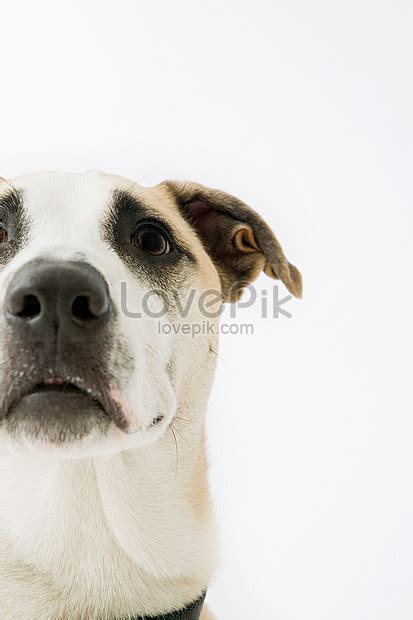 Serious Dog Picture And Hd Photos Free Download On Lovepik