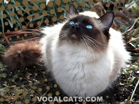 Chocolate Pointed Ragdoll Complete Guide Vocal Cats