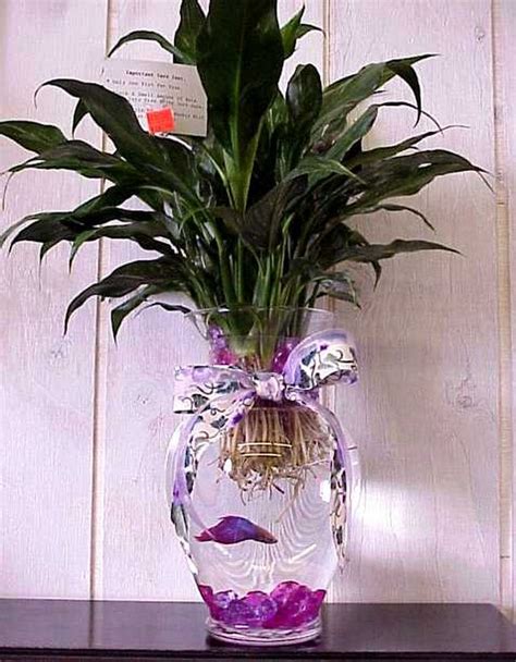 How To Care For A Betta Fish In A Vase Cuteness