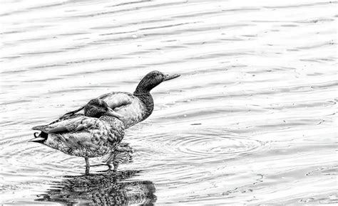 Mallard Ducks Digital Art Photograph By Sam Rino Fine Art America