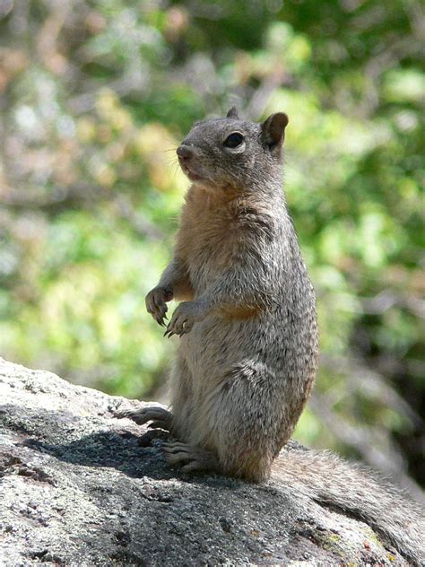 Rock Squirrel A Rock Squirrel Stands Alert Keeping A Watc Flickr