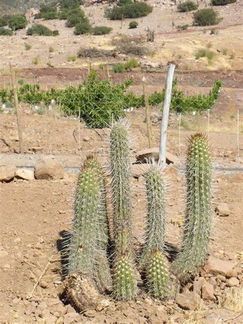 ¡lo que quieras, búscalo en petorca! Foto de Petorca, Chile