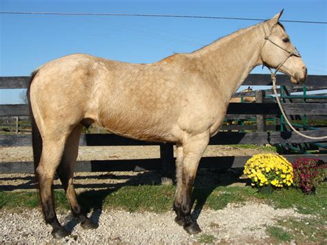 This colt is a whale of a colt out of a mare who never fails us. BIG BUTTERMILK BUCKSKIN QUARTER HORSE GELDING, USED FOR RANCH WORK, TRAIL RIDING For Sale in ...