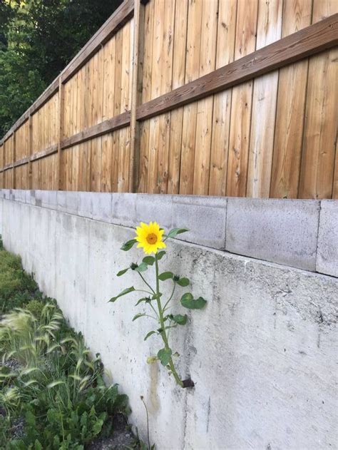 This Sunflower Doesnt Care How Well Your Drainage System Works