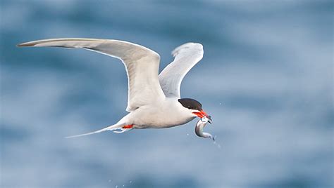 Common Tern Id Facts Diet Habit And More Birdzilla