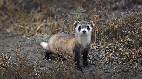 Endangered ferrets get experimental COVID-19 vaccine | Live Science