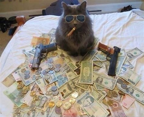 Create Meme Cat Money Cat With Gun And Money Funny Pictures Cat With