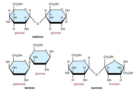 What Are The Monomers And Polymers Of Carbohydrates