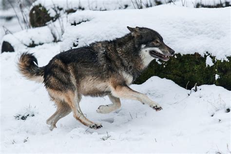Wolf Pose 30 By Landkeks Stock On Deviantart