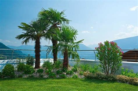 Ein kleiner pavillon steht im garten des geburtshauses von johann sebastian bach am frauenplan. "Mediterraner Garten mit Palmen" Garni Kleefeld (Scena ...