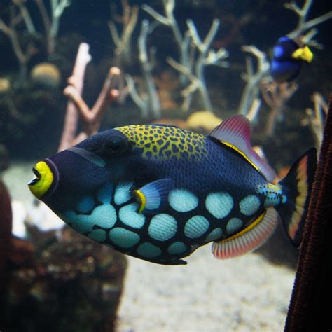 Most new aquarists choose a nano tank believing that. spotted trigger fish | Beautiful sea creatures, Marine ...