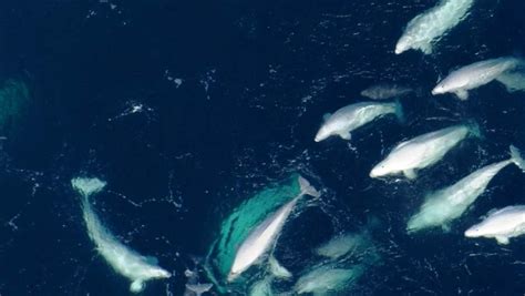 Ten Interesting Facts About Beluga Whales Small Talks