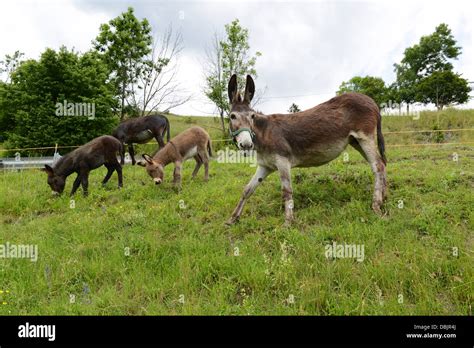 Family Of Donkeys Grazing Stock Photo Alamy