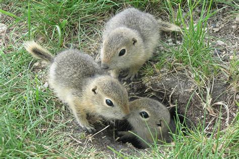 Baby Ground Squirrels Summer2008 Sm Oak Hammock Marsh