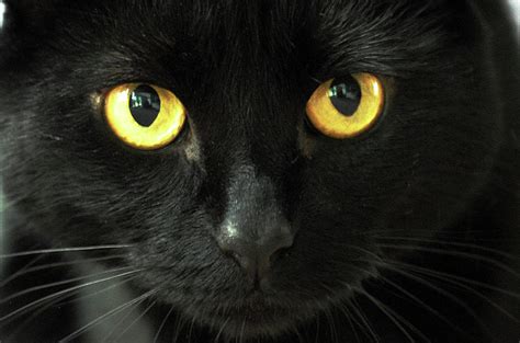 Black Cat With Yellow Eyes Photograph By Mihaela Nica Fine Art America