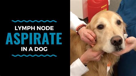 Lymph Node Aspirate In A Dog Youtube