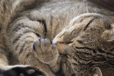 Free Images Home Animal Pet Fur Fluffy Relax Kitten Sleeping