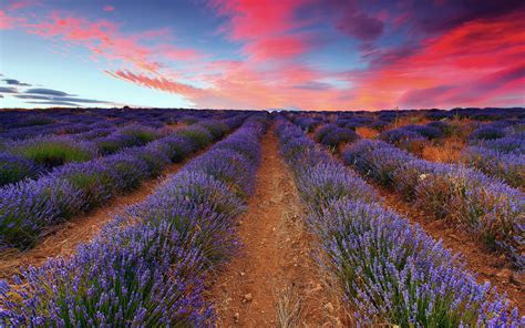 Lavender Picture Image Abyss