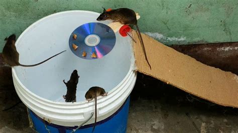 Best Homemade Mouse Trap Ideas That Really Work