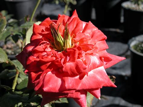 Maybe you would like to learn more about one of these? Rose problems | Agriculture and Food