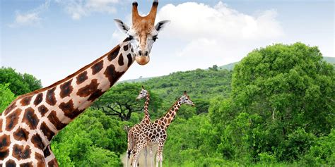 Kruger National Park Holidays And Tours Great Rail Journeys