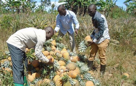 Pineapple Farming Juicing Farmers Pockets A Good Venture To Consider