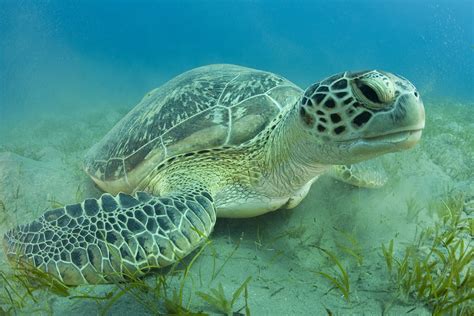 Sea Turtle Wallpaper National Geographic