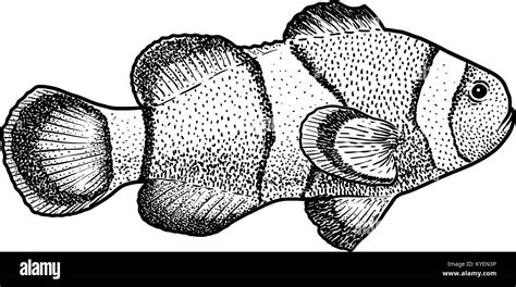 Clown Fish Illustration Drawing Engraving Ink Line Art Vector