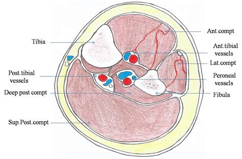 Imagine drawing a cross in the abdominopelvic region with the lines intersecting at the umbilicus. Cross sectional anatomy of middle third of left leg. | Download Scientific Diagram