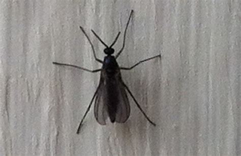 Fly From Tennessee Likely Dark Winged Fungus Gnat Whats