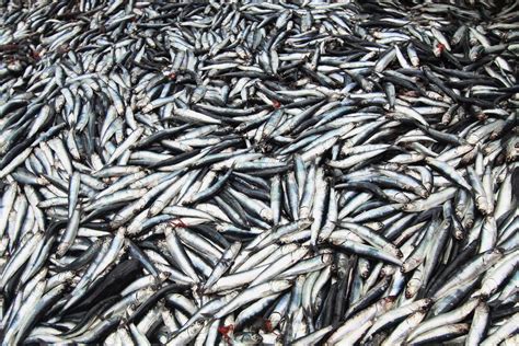 Las Capturas De Anchoveta En Perú Se Acercan Al Millón De Toneladas