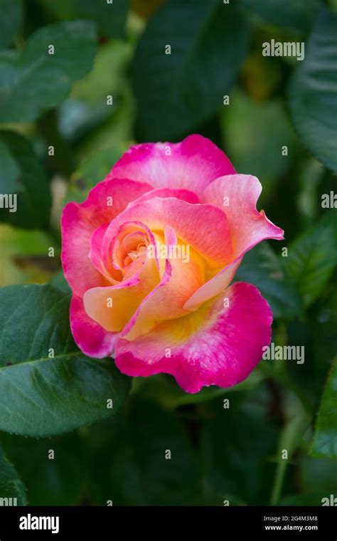 Single Pink Rose Bloom Stock Photo Alamy