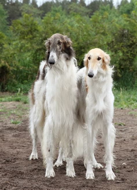 Photo Of Two Borzois Respectful Temperament Rare Dogs Borzoi Dog