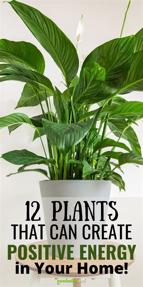 12 Plants 1 Gardening Soul
