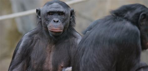 Bonobos Nicest Apes On Earth Make Humans Look Like Monsters