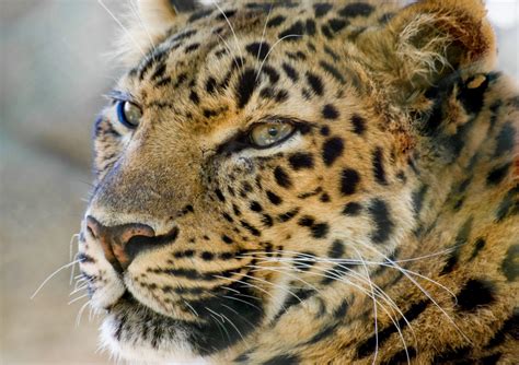 Central Florida Zoo And Botanical Gardens Amur Leopard Credit Eric