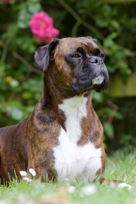 Finding a great dry food for your dog can be surprisingly tricky. Top 5 Best Dog Foods For Boxers 2017 Buyer's Guide