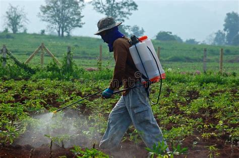Farmer Spraying Pesticidechemical Fertilizer In The Cassava Fie Stock