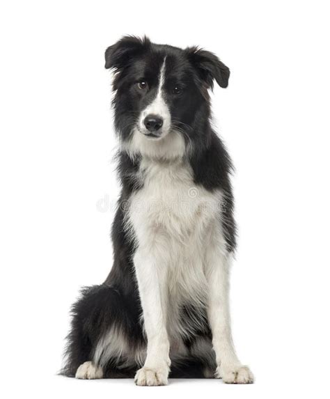 Adorable Black And White Border Collie Puppy