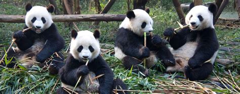 Worldwide Campaign To Name These Four Panda Cubs