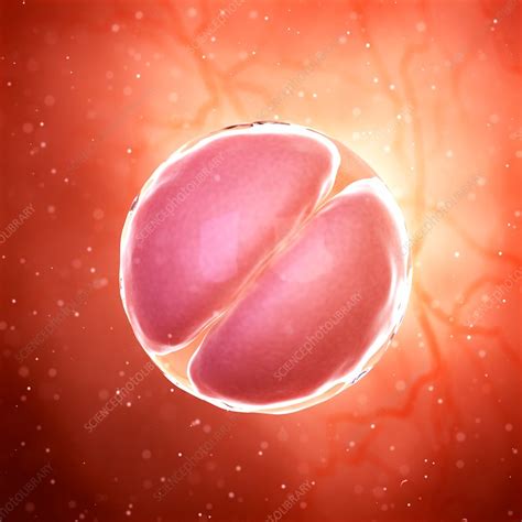 Illustration Of A 2 Cell Stage Embryo Stock Image F0234195