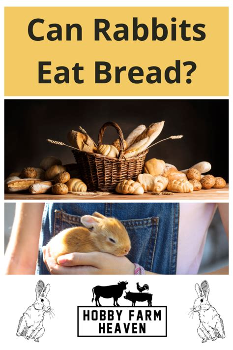 Yes Or No Can Rabbits Eat Bread · Hobby Farm Heaven